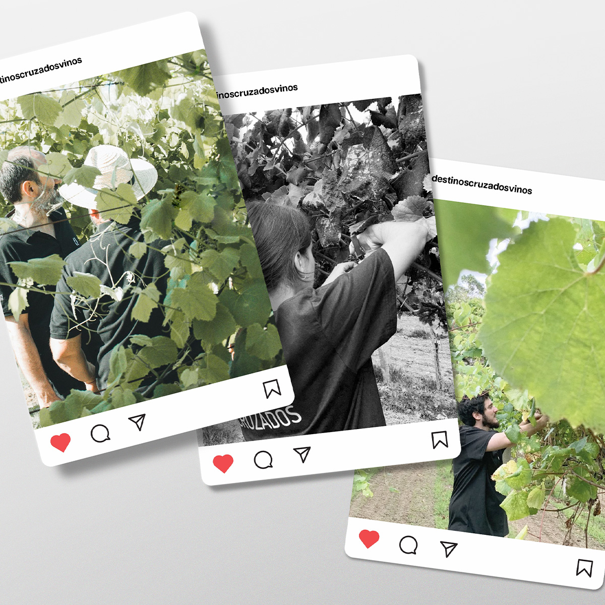 estudio-soja-destinos-cruzados-2